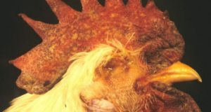 Avian Influenza – A Major Economic threat to Indian Poultry Industry