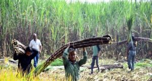 Shalimar Group adopts right to protein’s ‘Soy-Fed Brand’