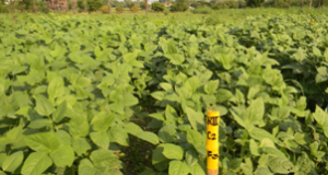 Legume Forages – As a nutritional feed resource for Dairy Animals