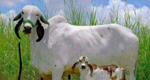 Repeat Breeding syndrome: Causes and its Management