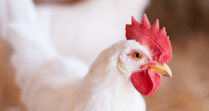 Summer Nutritional Management in Layers and Broilers