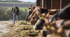 Arla Foods and DSM start large-scale on-farm pilot programme to reduce methane emissions from dairy cows by 30 per cent