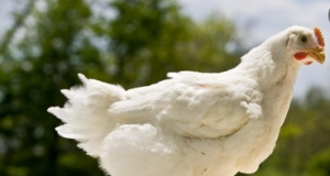 Vitamin D Metabolites for Better Poultry Production and Safe Environment