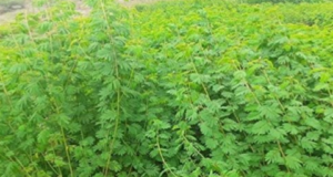 Lucerne– A short duration Protein Fodder for Dairy Animal Feeding