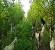 MORINGA OLEIFERA IS A MIRACLE TREE FOR GOAT