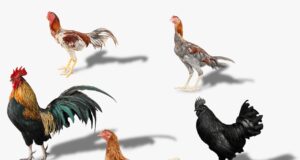 Organic Chicken By Country Chicken Co