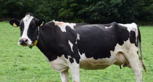 Ethics Related To Use Of Animals In Biotechnology