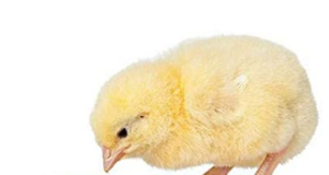 Saving feed cost by reformulating broiler diets with the use of Nutrase Xyla HS