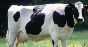 Dairy animal transportation through various modes