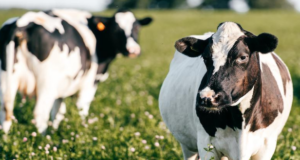 Cow burp emissions have been seen from space