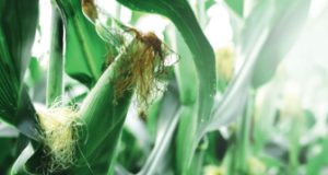 Improving the feedout quality of drought-stressed corn silage