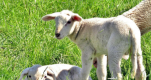 Heat stress: Effects and mitigation strategies in sheep and goats