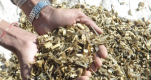 Silage: A quality roughage available round the year for feeding dairy animals Silage Making