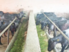 Strategies for Managing Heat Stress in Dairy animals