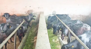 Strategies for Managing Heat Stress in Dairy animals