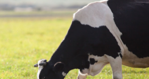 BYPASS FAT – IN DAIRY ANIMALS DIET