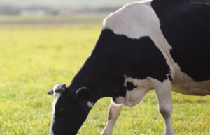 BYPASS FAT – IN DAIRY ANIMALS DIET