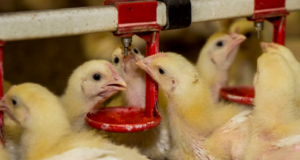 Water System Maintenance During Summer