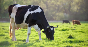 Feeding of livestock for efficient growth rate