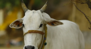 Dibrugarh has its own cow ambulance