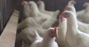 China bird flu news not problematic for India