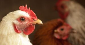 Uninterrupted Cold Chain Management – A daunting task