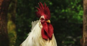 Importance of Optimising the Dietary Electrolyte Balance