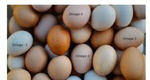 Designer Egg: Improvement towards Modern Health Care