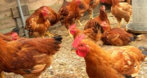 India-The Investors Hotspot