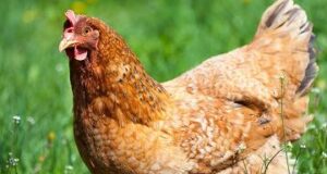 Effect of supplementing EndoBan to the feed on the performance of broilers