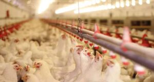 Block the Summer Shock by Nutritional Intervention