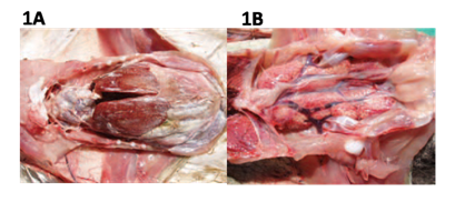 GOUT IN POULTRY