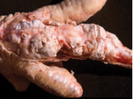 GOUT IN POULTRY