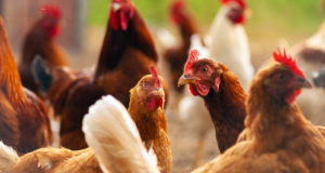 UK chicken could soon cost as much as beef courtesy rising feed cost