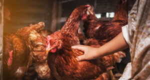 Kidney problems in poultry and their management