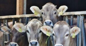Growing Importance Of Environmental Control System In Dairy Farming Dairy-Pixie-Dairy-Farming