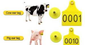 Ear Tagging In Animals: Importance And Types