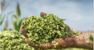 A Great Success Story from LATAM ARCOR Farm