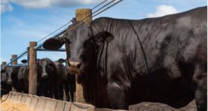 Heat Load Management for Feedlot Cattle