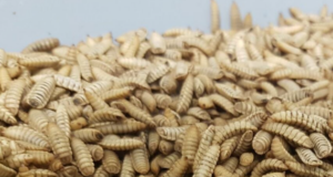 Bühler establishes an Insect Technology Center to assist customers in the feed and food industries. buhler-establishes-an-insect-technology-center-to-assist-customers-in-the-feed-and-food-industries