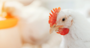 Nagaland Government Encourages ‘Poultry Farming’ To Address Meat Shortage Caused By ASF Outbreak