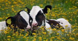 Organized Industry on cow-based products is a reality now: Shri Parshottam Rupala