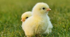 TARGAN secures $35 million in Series C funding to commercialise a novel vaccine delivery system for the poultry industry