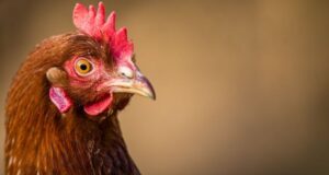 Heat Stress in Poultry