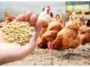 Cost Effective Feed Production and Feeding Practices in Layer and Broiler Poultry Production