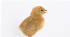 Cool A Chick Cool A Chick