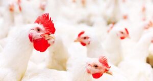 The Indian Feed Industry- Prospects and Challenges The Indian Feed Industry- Prospects and Challenges