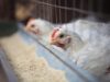 Restricted Feeding: For Broiler Breeder Birds
