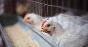 Restricted Feeding: For Broiler Breeder Birds