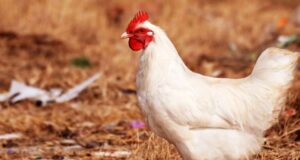 Intra Aerosol: Cold-soluble, cool-acting and easy dosing